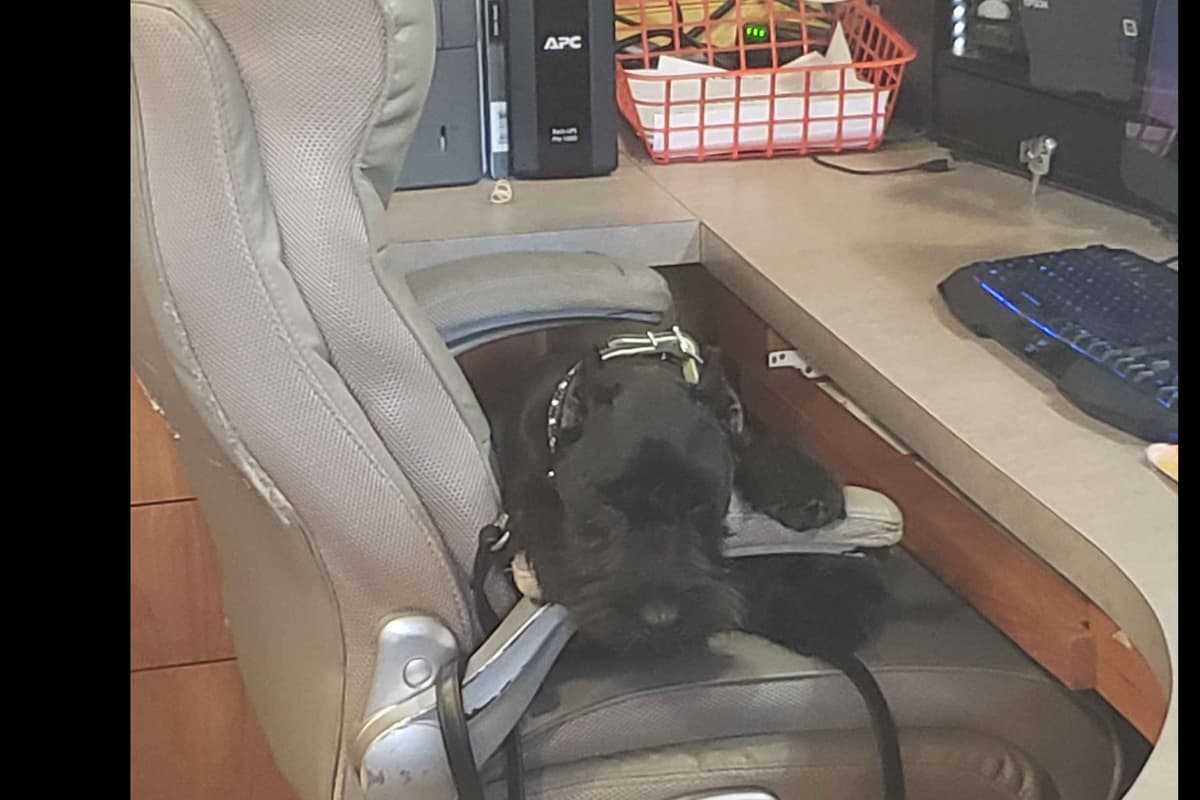 Miniature Schnauzer Puppies breeder image 33