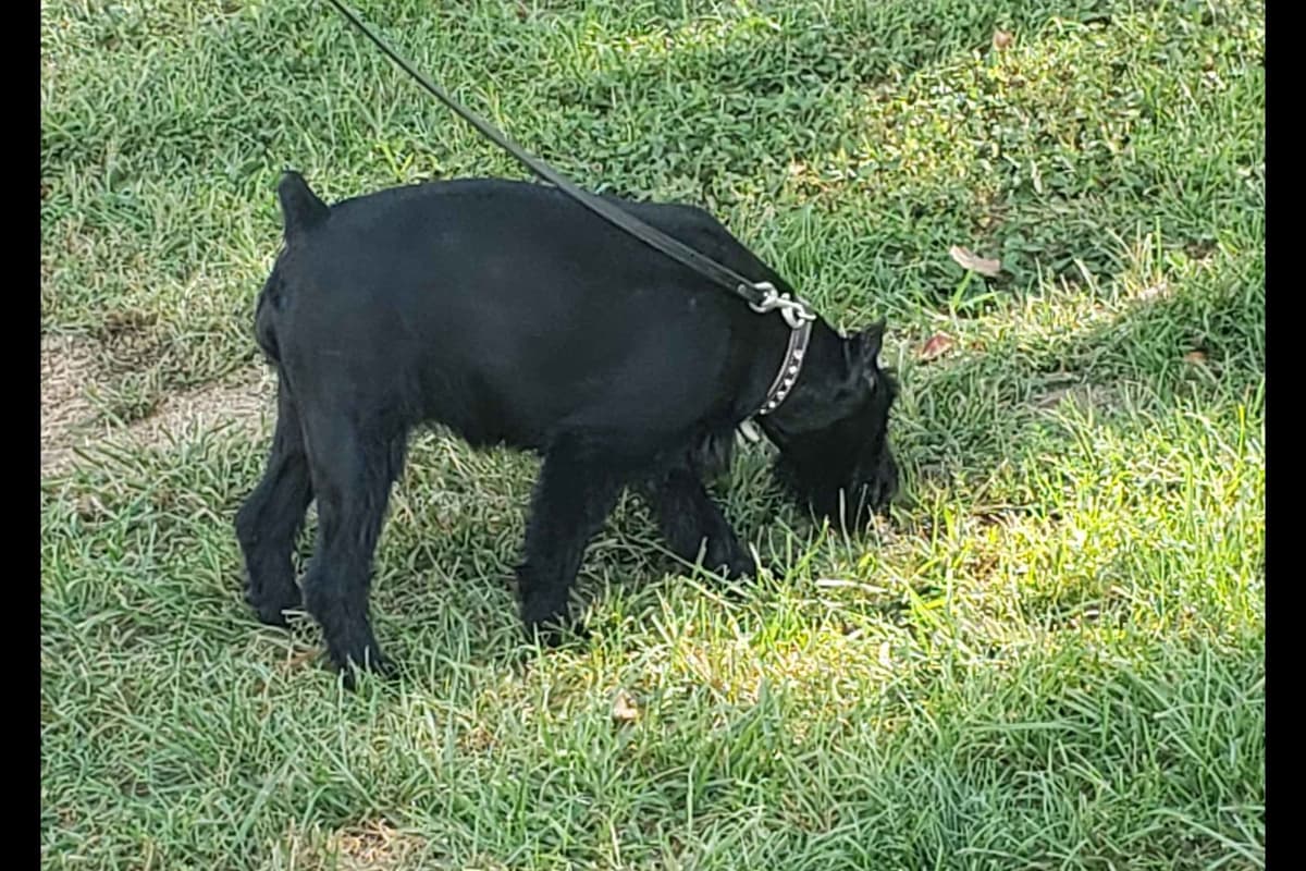 Miniature Schnauzer Puppies breeder image 34