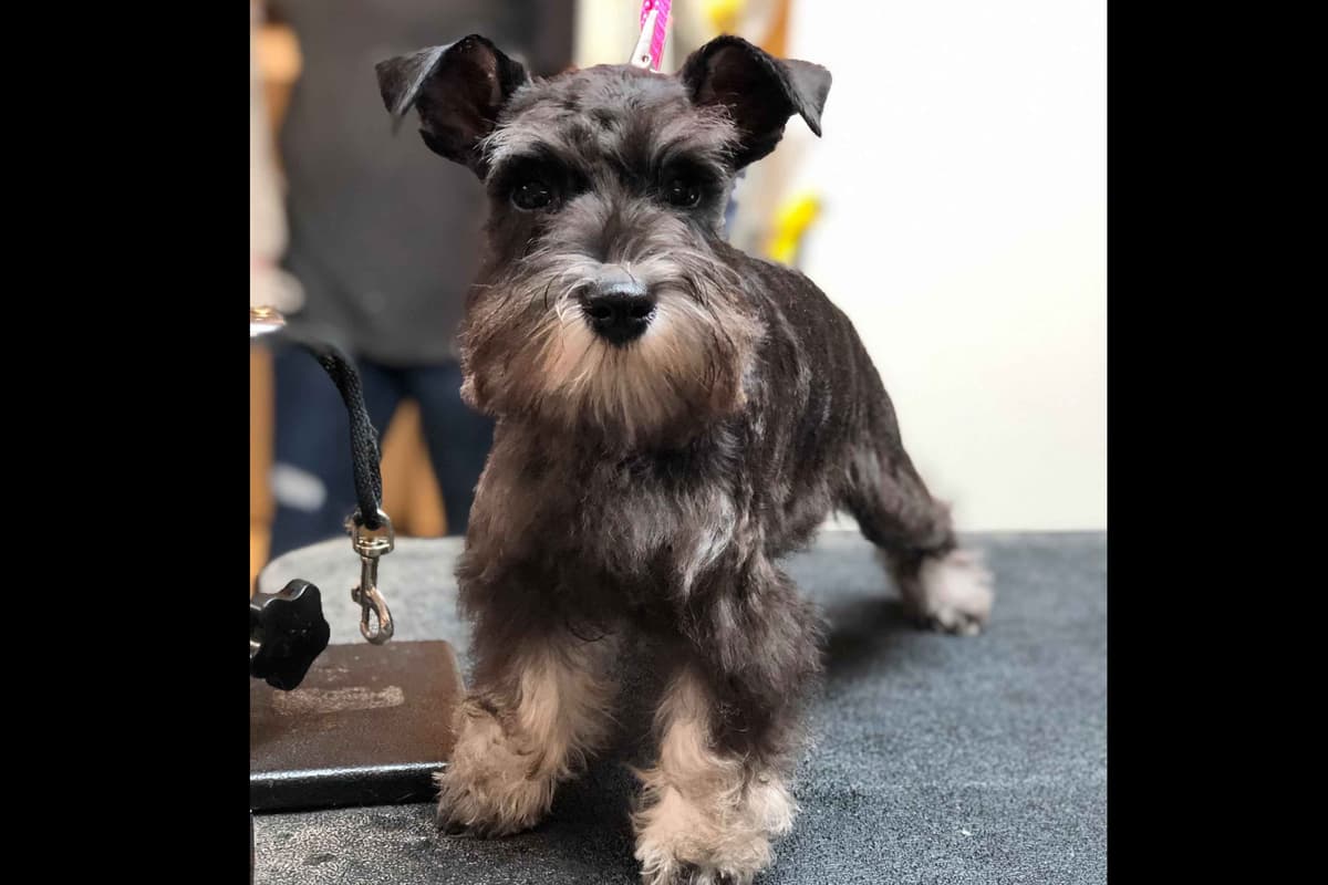Miniature Schnauzer Puppies breeder image 36