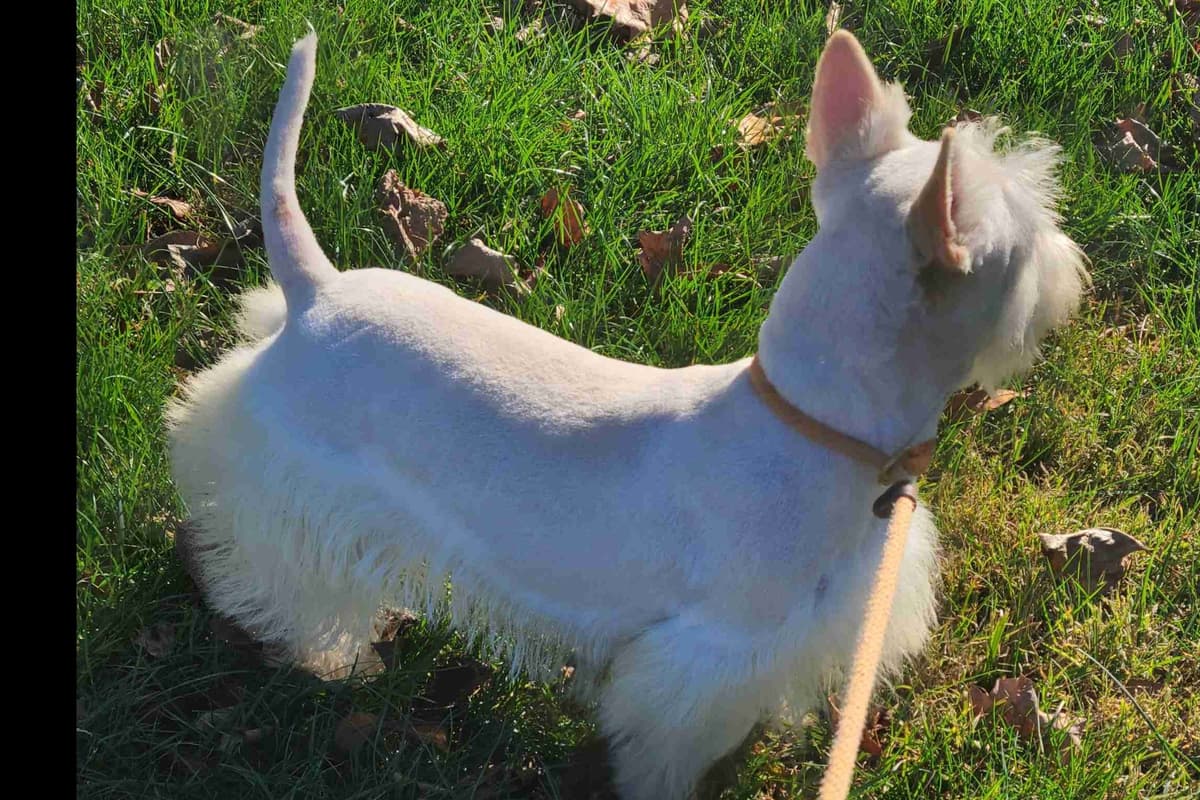Miniature Schnauzer Puppies breeder image 39