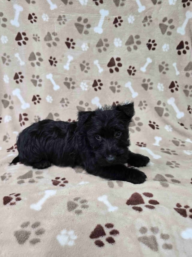 Scottish Terrier Puppies media 3