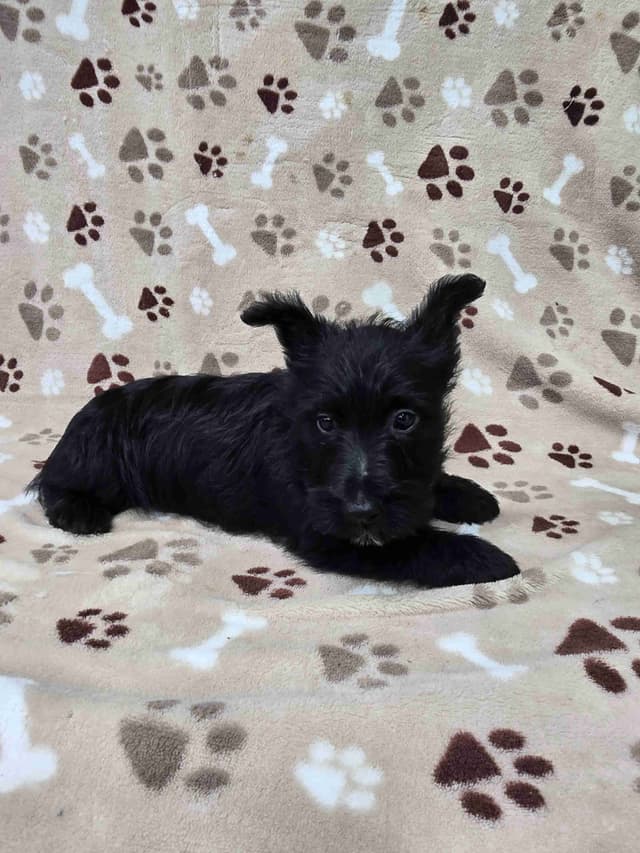 Scottish Terrier Puppies media 2