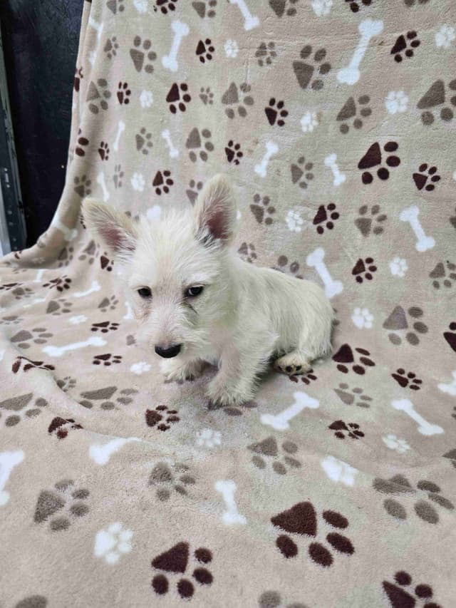 Scottish Terrier Puppies media 5