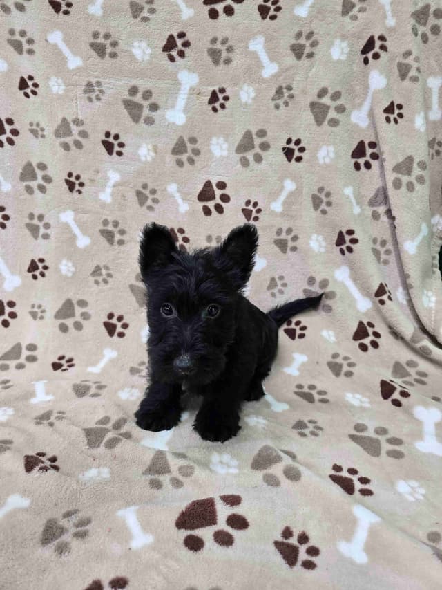 Scottish Terrier Puppies media 6
