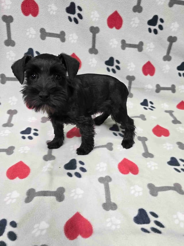 Miniature Schnauzer Puppies media 2