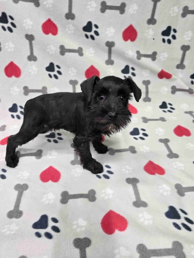 Miniature Schnauzer Puppies media 3