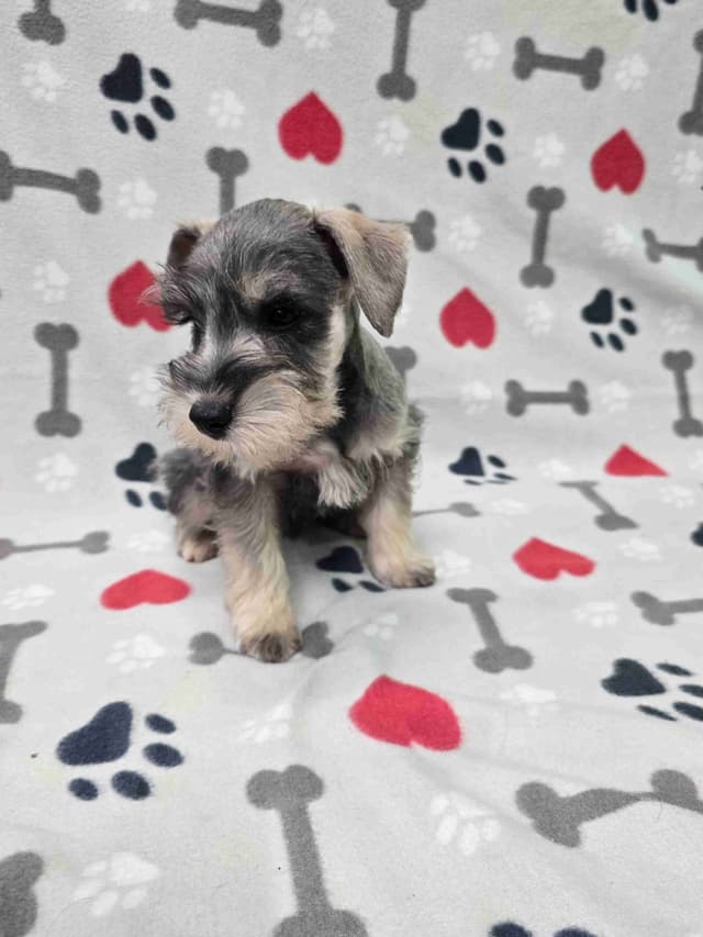 Miniature Schnauzer Puppies media 4