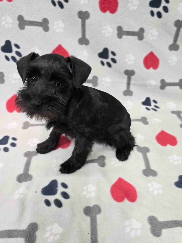 Miniature Schnauzer Puppies media 5