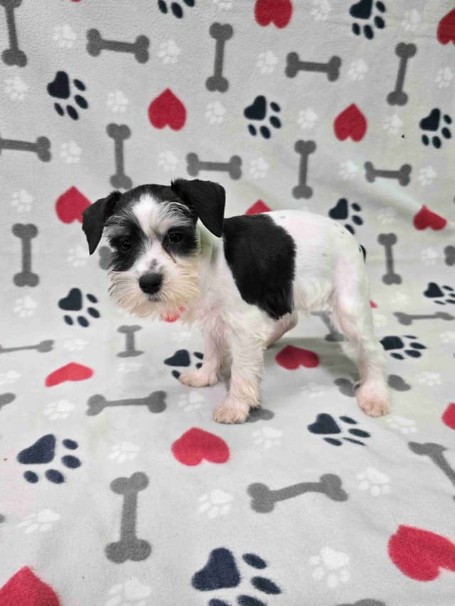 Miniature Schnauzer Puppies media 9