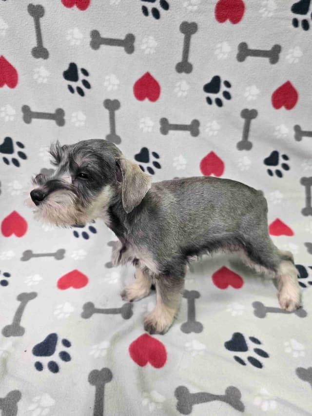 Miniature Schnauzer Puppies media 6