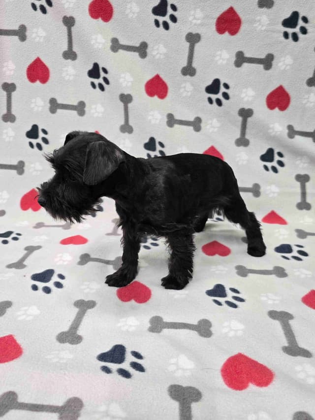Miniature Schnauzer Puppies media 8
