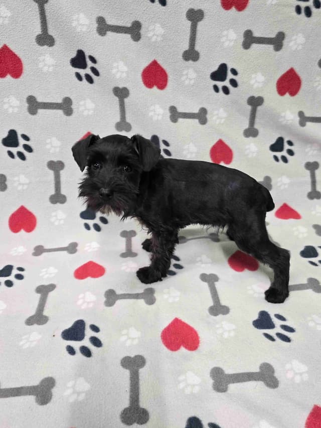 Miniature Schnauzer Puppies media 10
