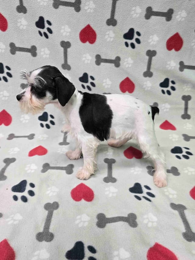 Miniature Schnauzer Puppies media 11