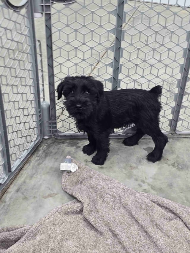 Standard Schnauzer Puppies media 2