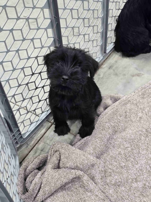 Standard Schnauzer Puppies media 3