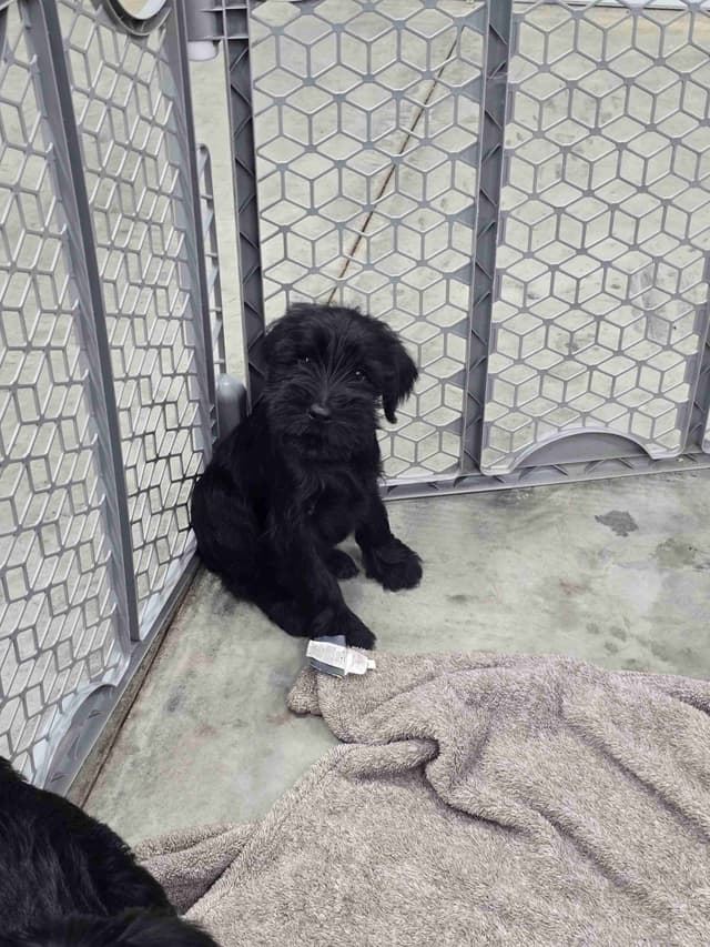 Standard Schnauzer Puppies media 4