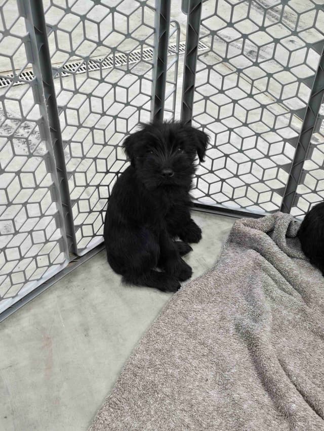 Standard Schnauzer Puppies media 5