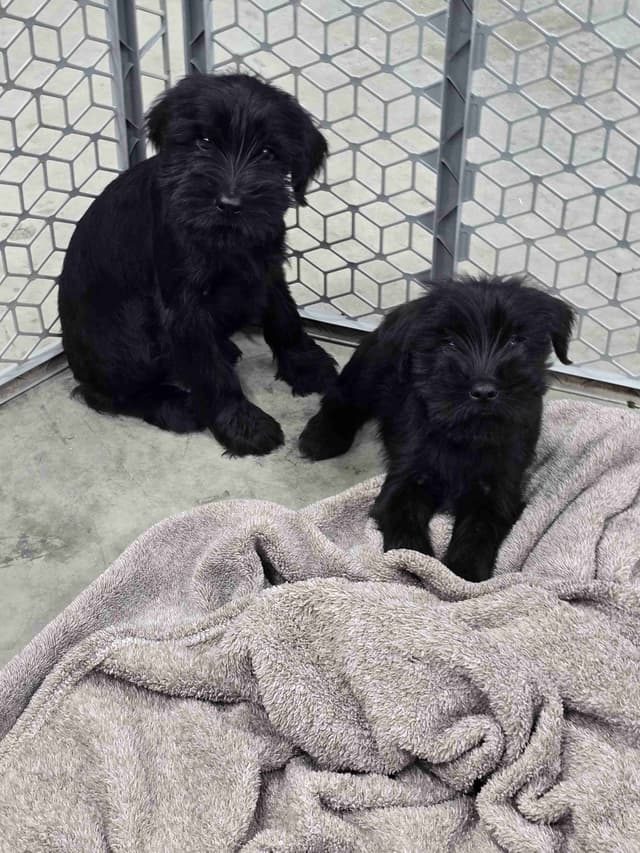Standard Schnauzer Puppies media 6
