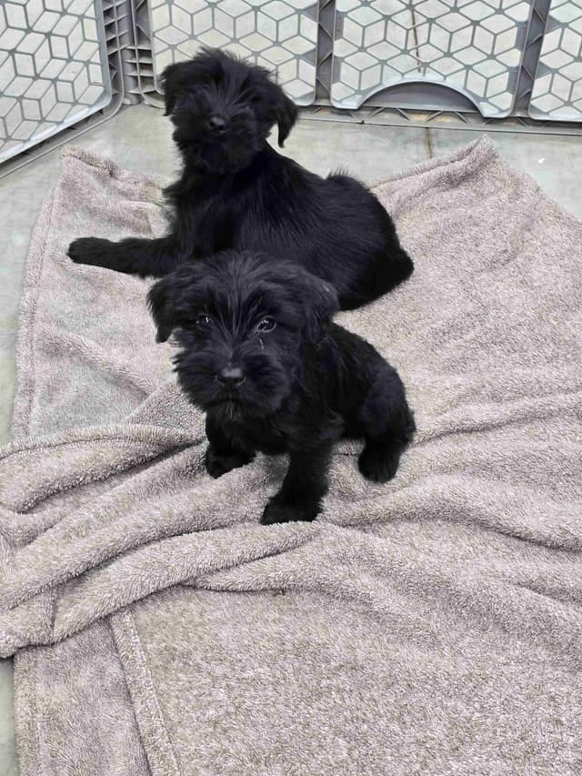 Standard Schnauzer Puppies media 7