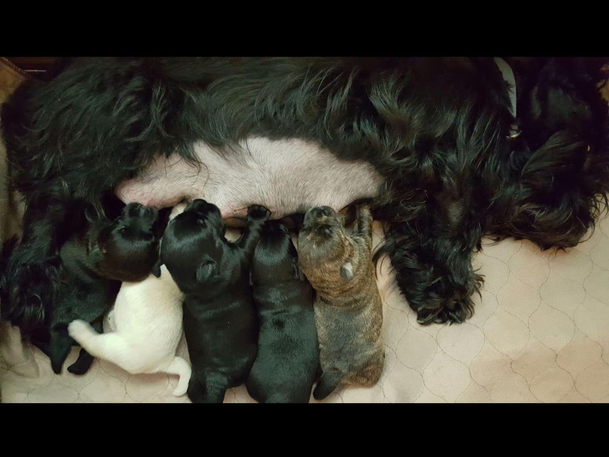 Scottish Terrier Puppies breeder image 2