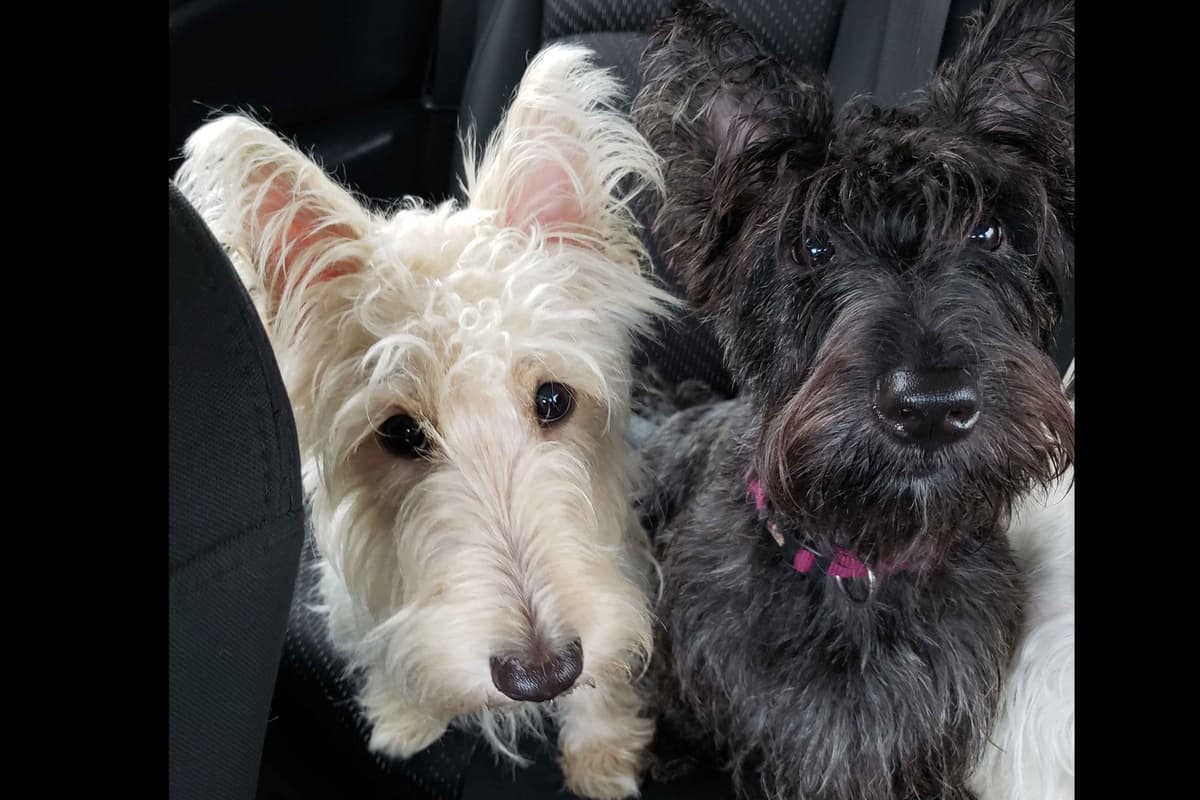 Scottish Terrier Puppies breeder image 3