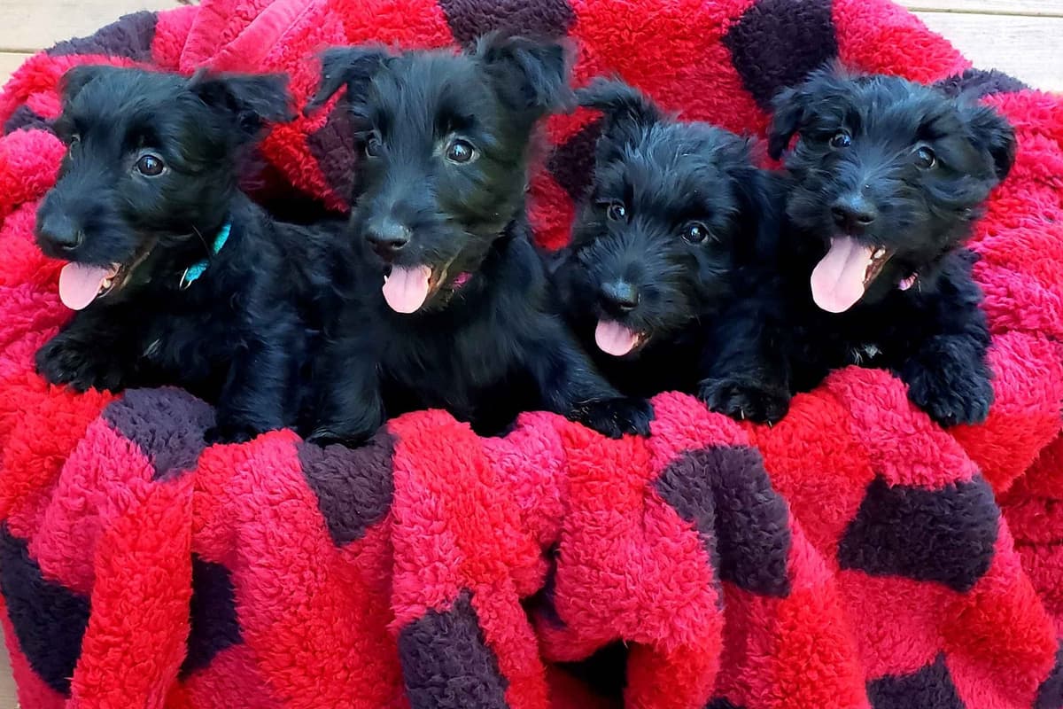 Scottish Terrier Puppies breeder image 4