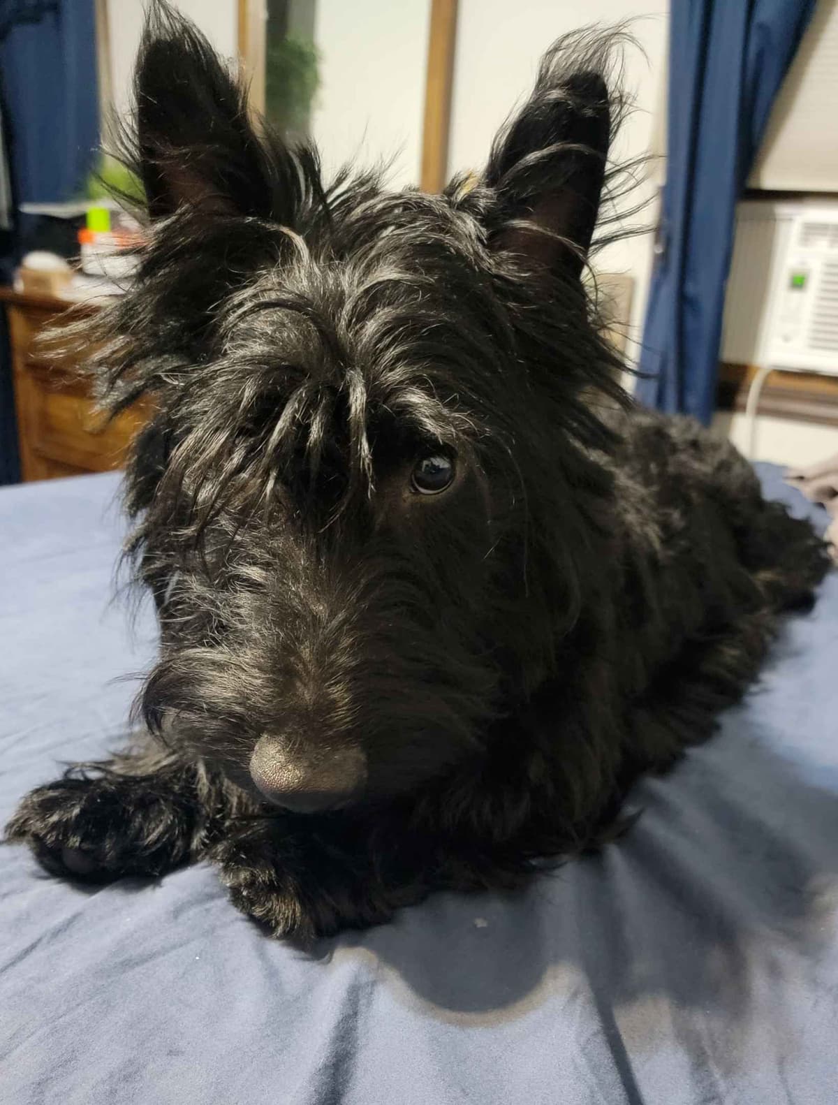 Scottish Terrier Puppies breeder image 5