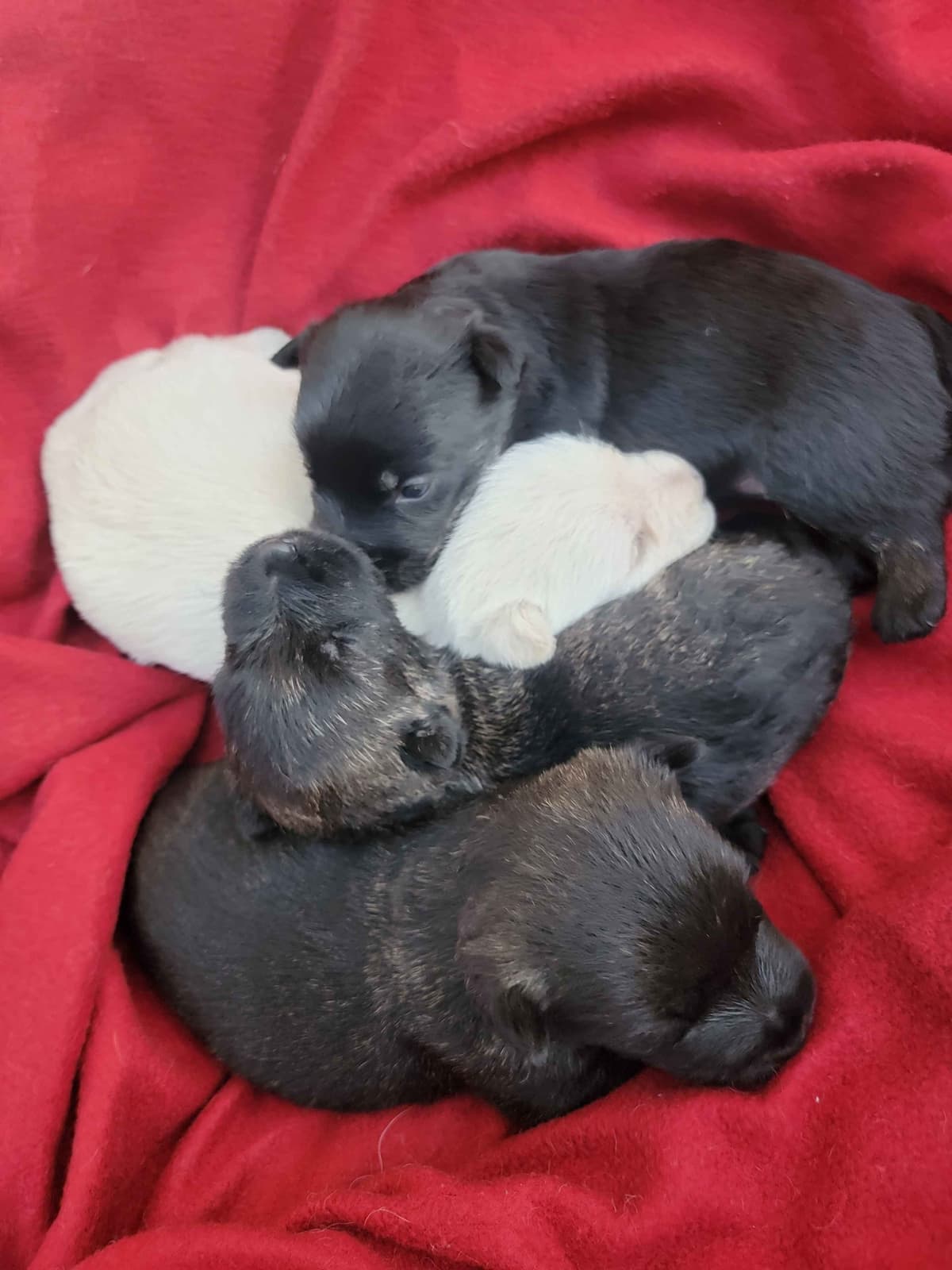 Scottish Terrier Puppies breeder image 6