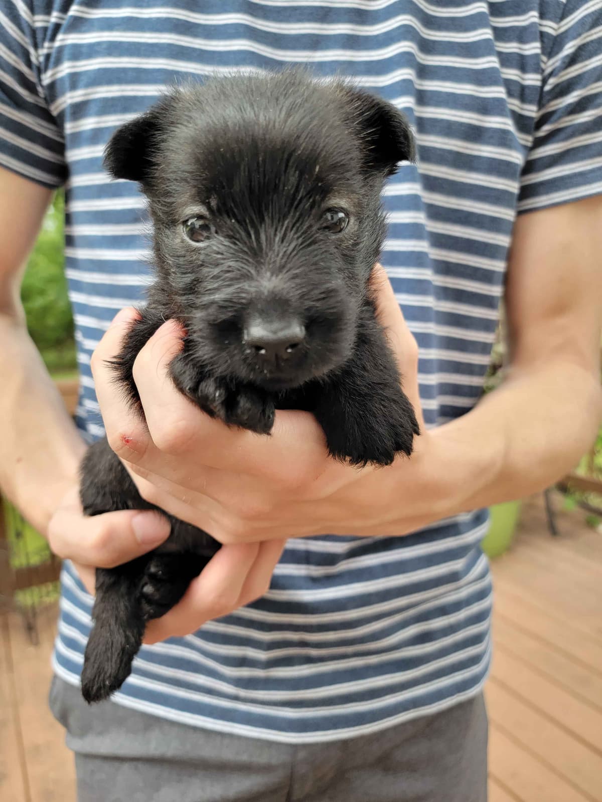 Scottish Terrier Puppies breeder image 8