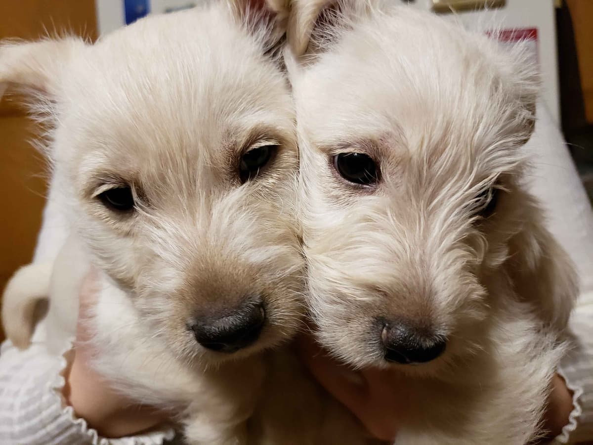 Scottish Terrier Puppies breeder image 7