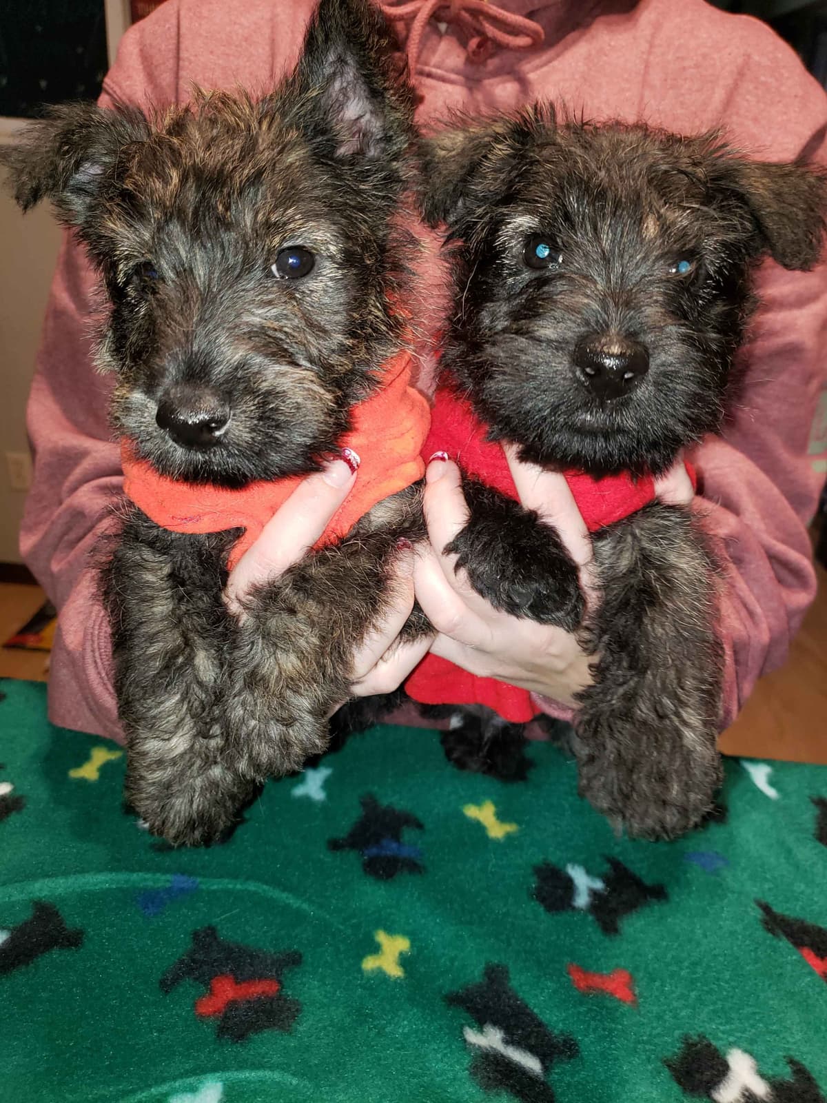 Scottish Terrier Puppies breeder image 10