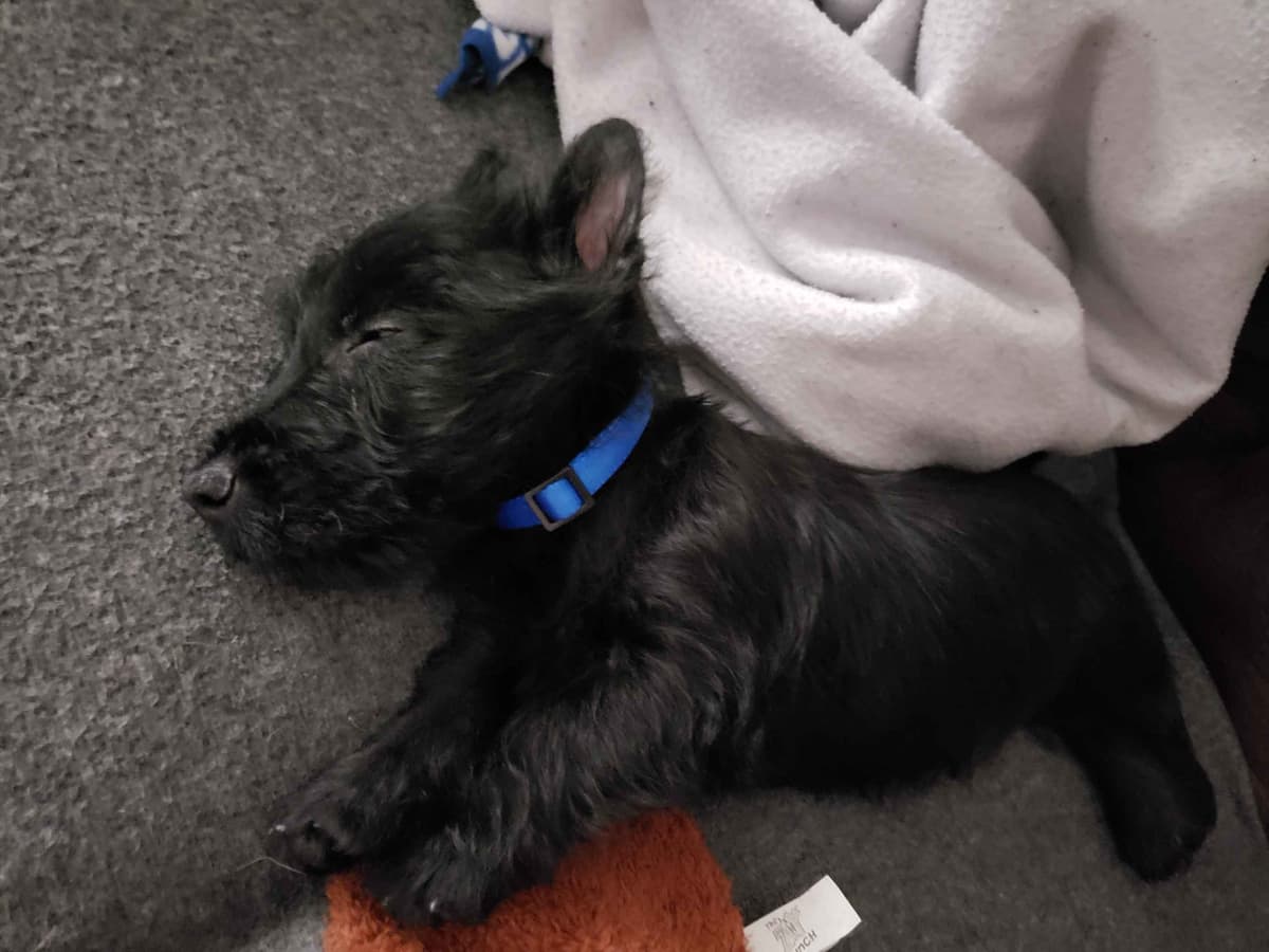 Scottish Terrier Puppies breeder image 11