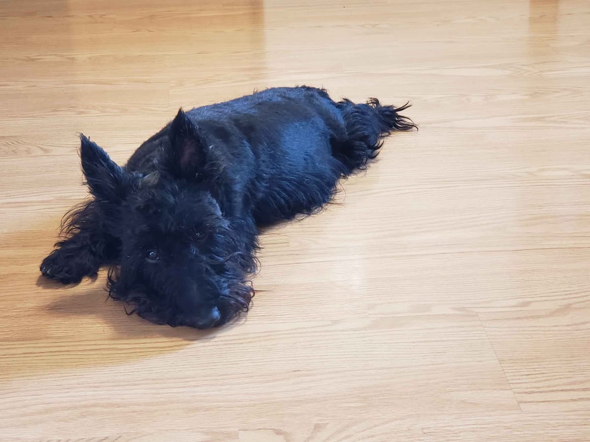Scottish Terrier Puppies breeder image 12