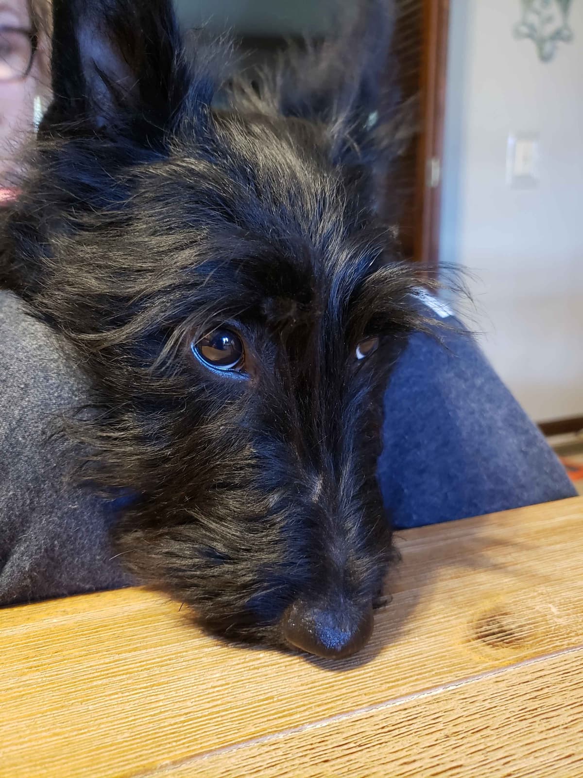 Scottish Terrier Puppies breeder image 13