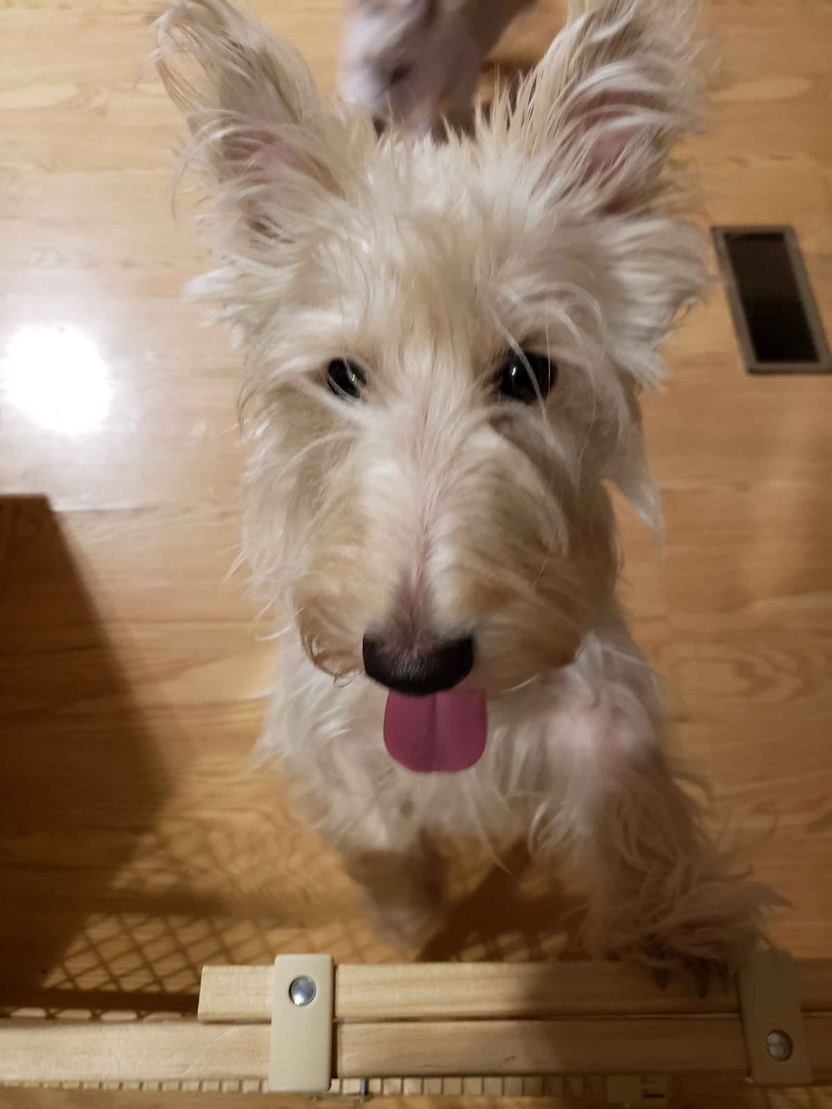 Scottish Terrier Puppies breeder image 14