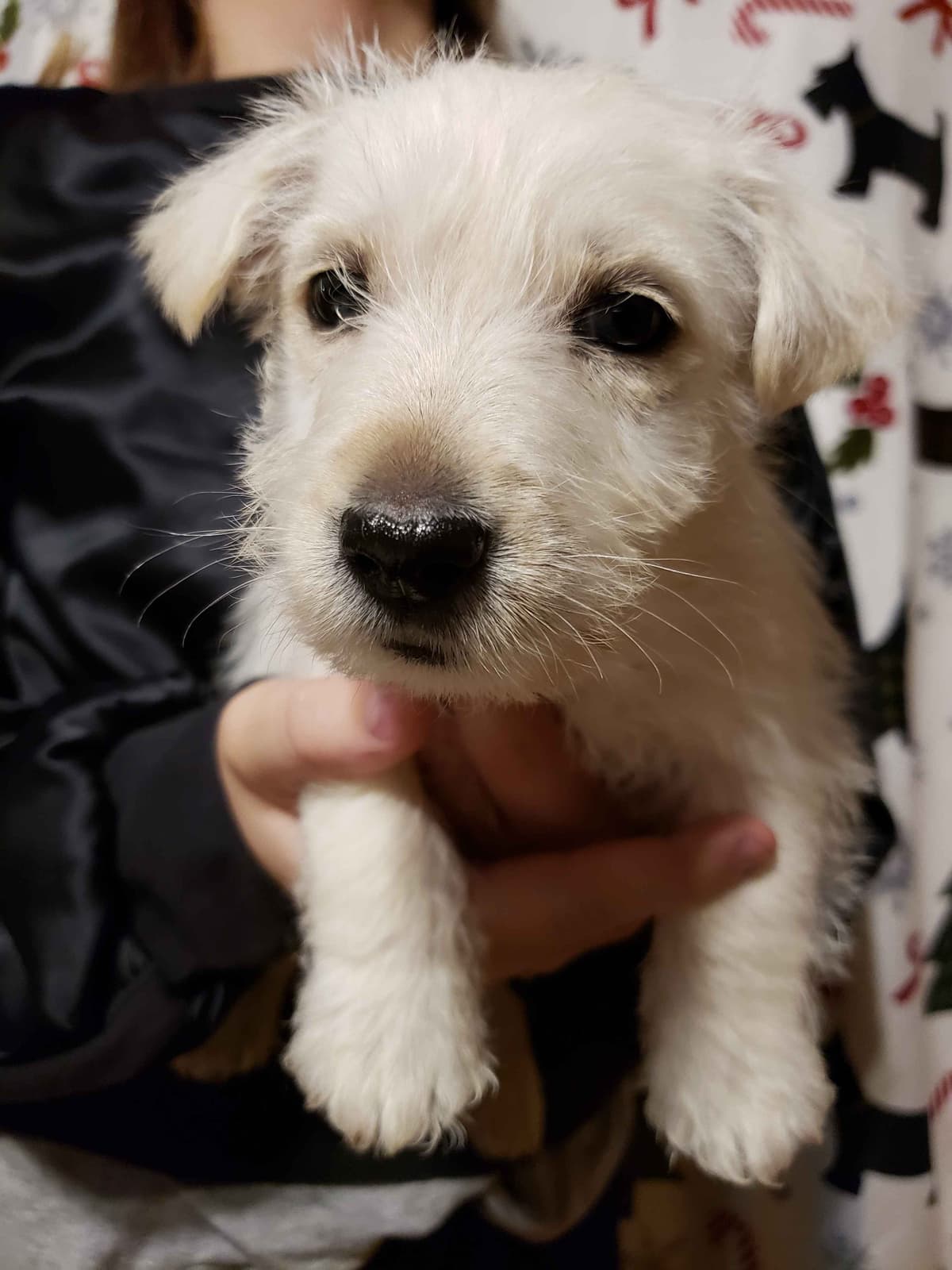 Scottish Terrier Puppies breeder image 15