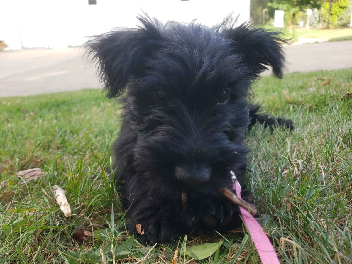 Scottish Terrier Puppies breeder image 16