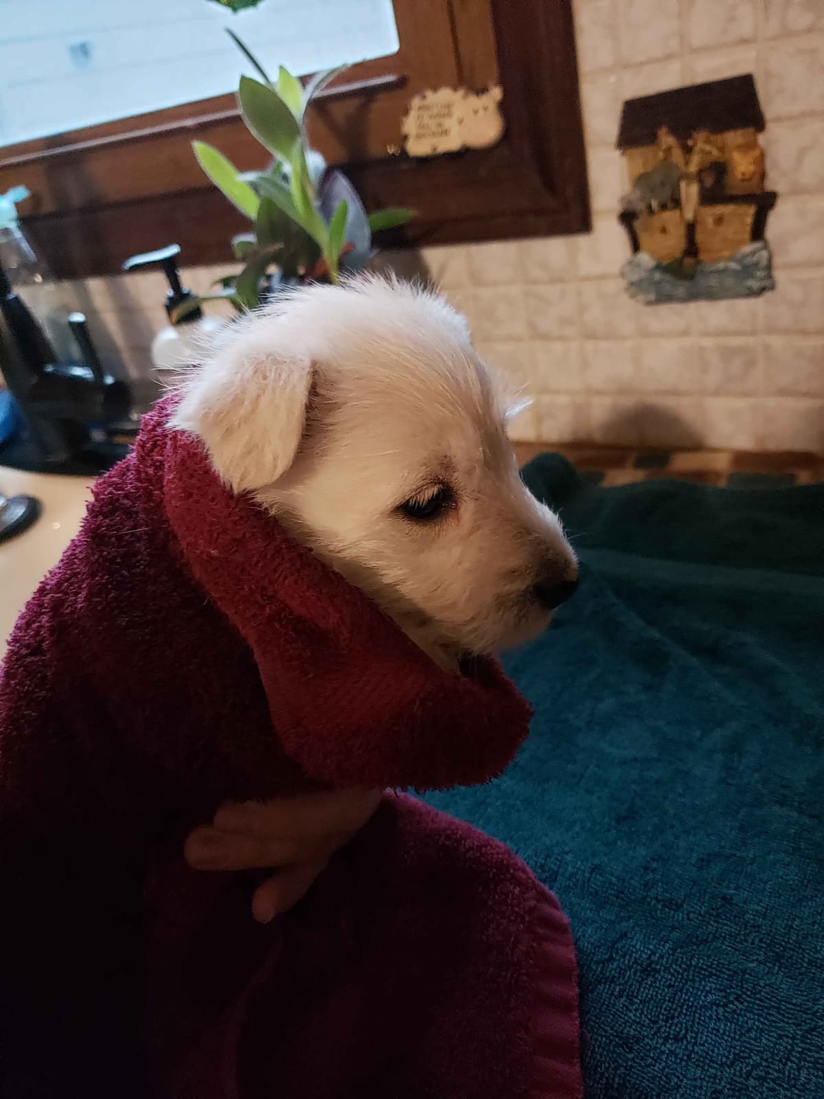 Scottish Terrier Puppies breeder image 18