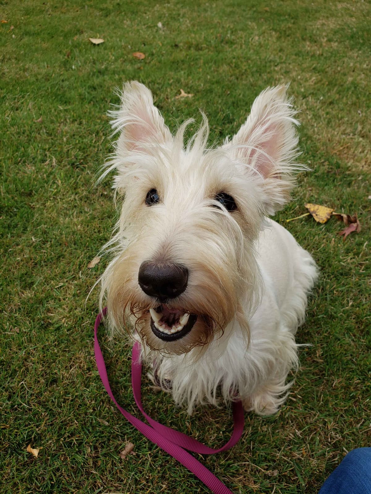 Scottish Terrier Puppies breeder image 19