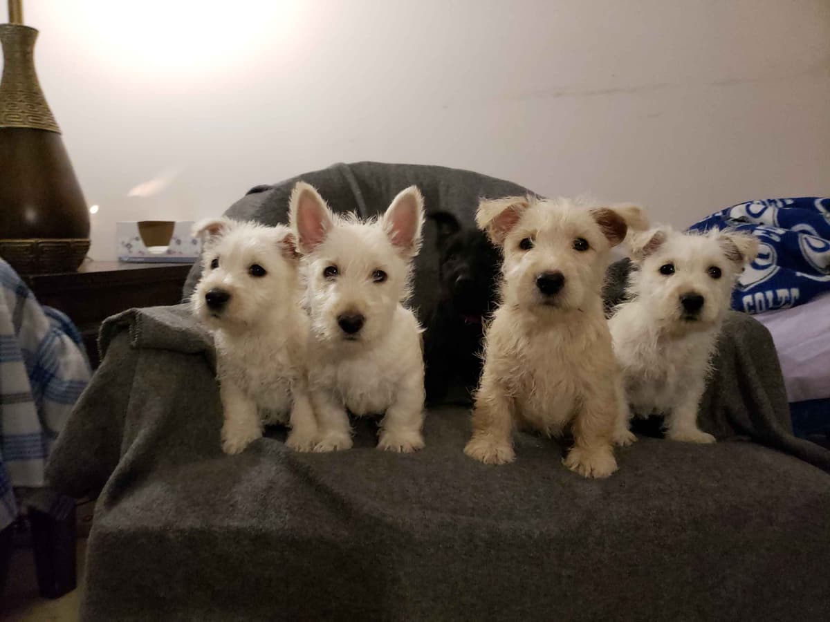 Scottish Terrier Puppies breeder image 21