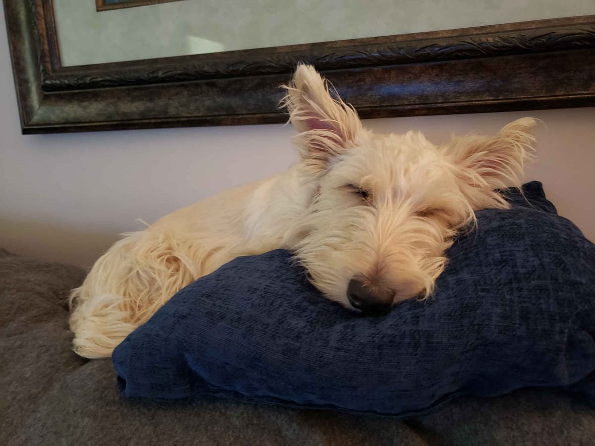 Scottish Terrier Puppies breeder image 28