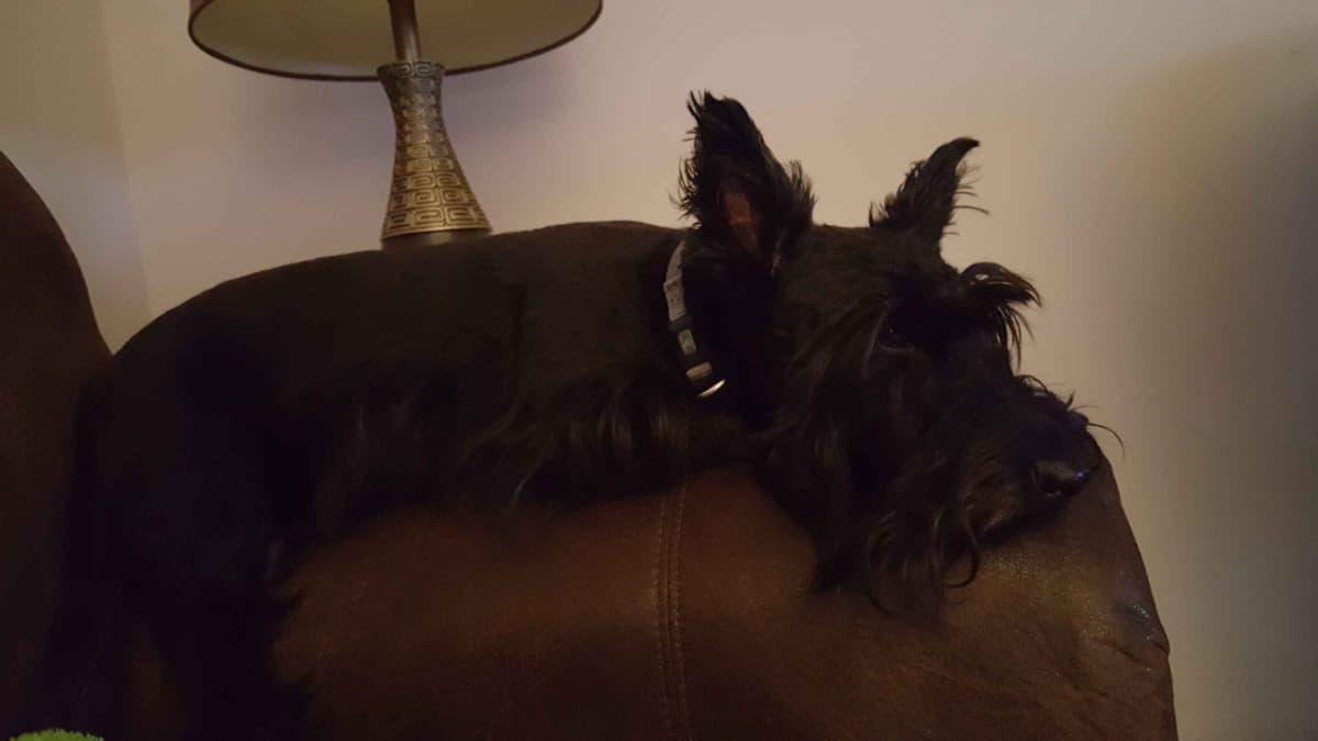 Scottish Terrier Puppies breeder image 25