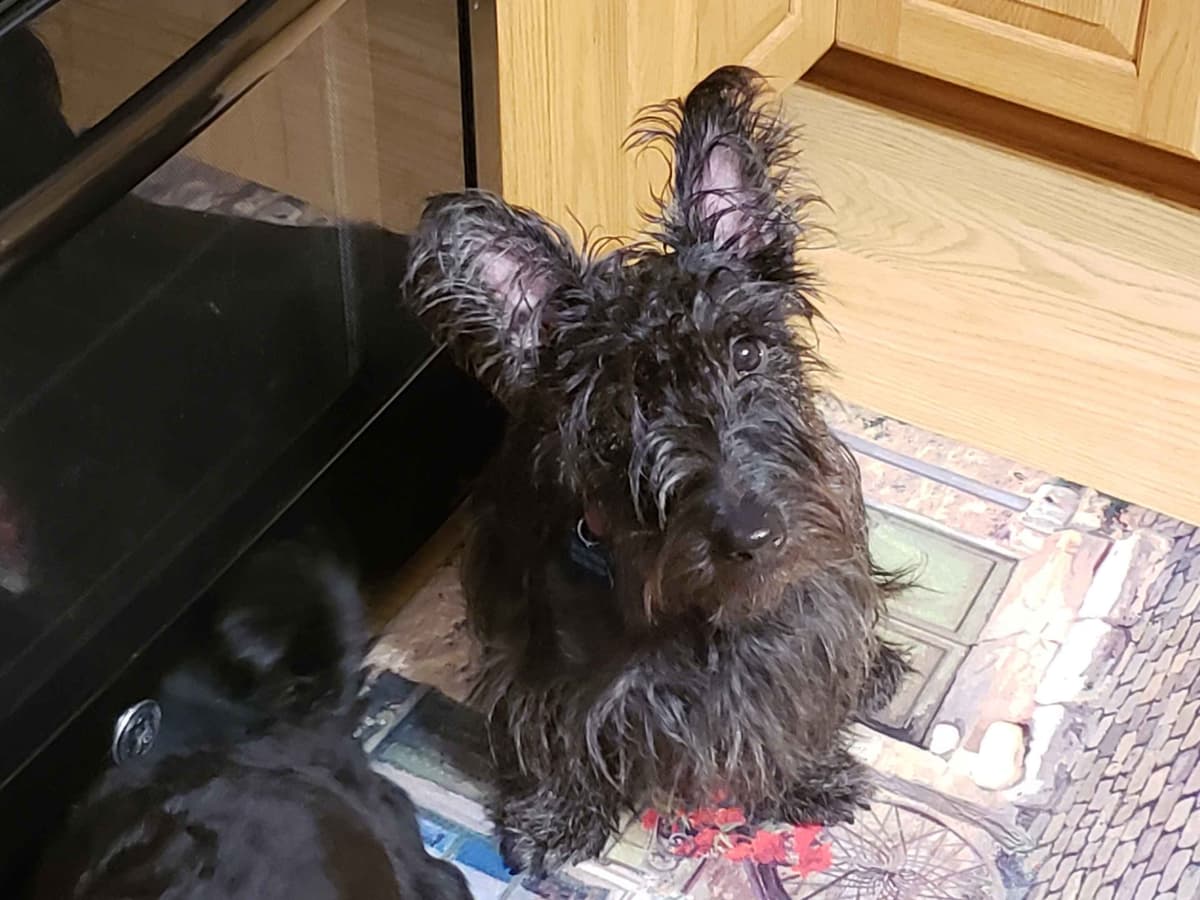 Scottish Terrier Puppies breeder image 27