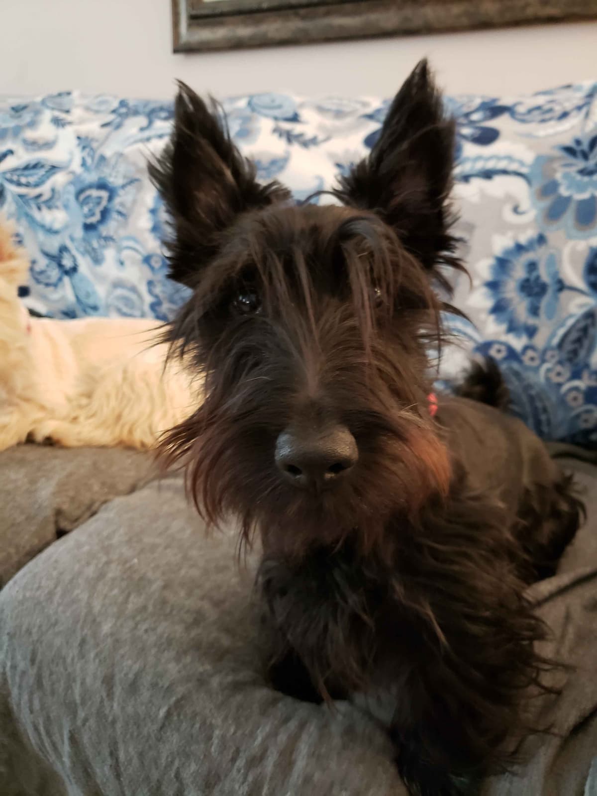 Scottish Terrier Puppies breeder image 30