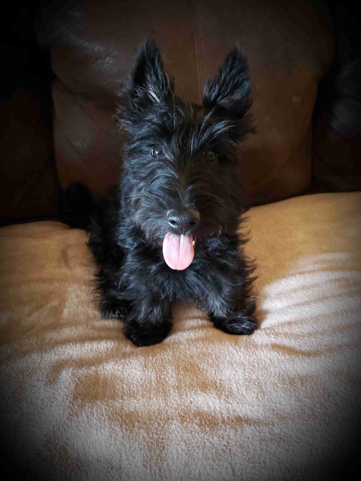 Scottish Terrier Puppies breeder image 33