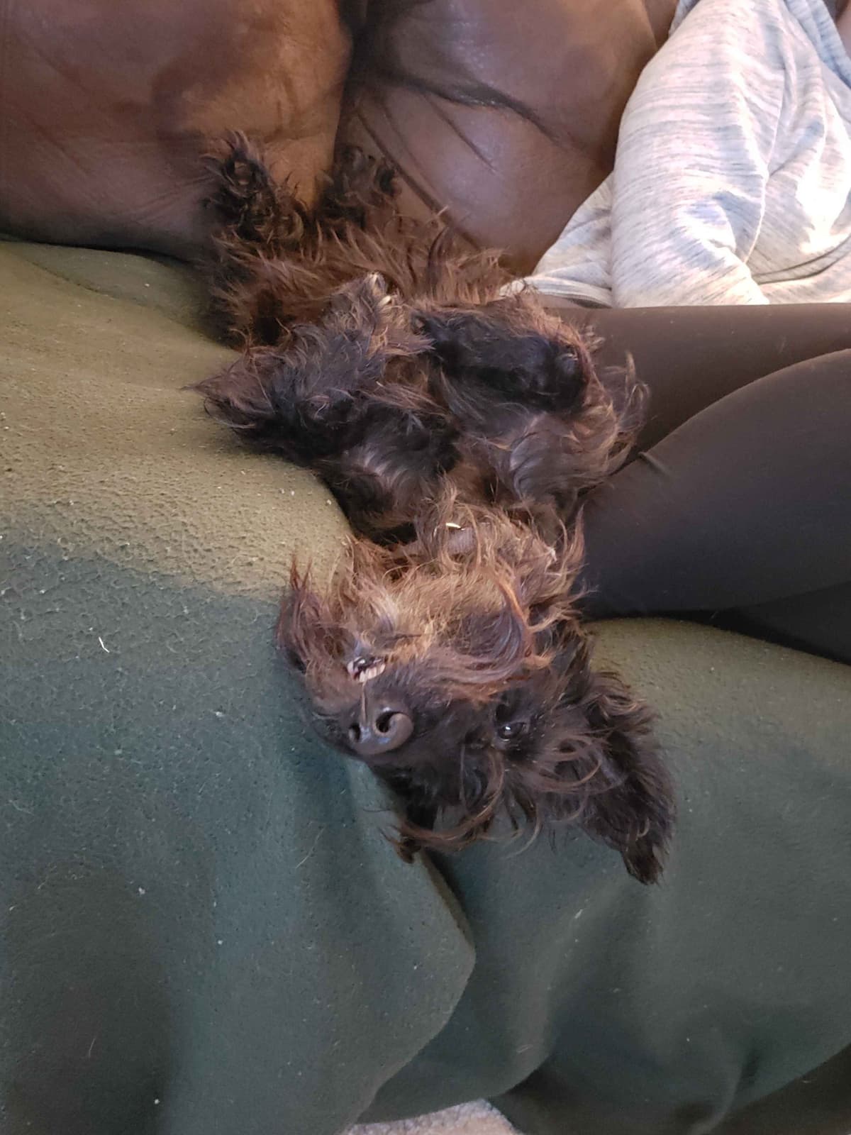 Scottish Terrier Puppies breeder image 32