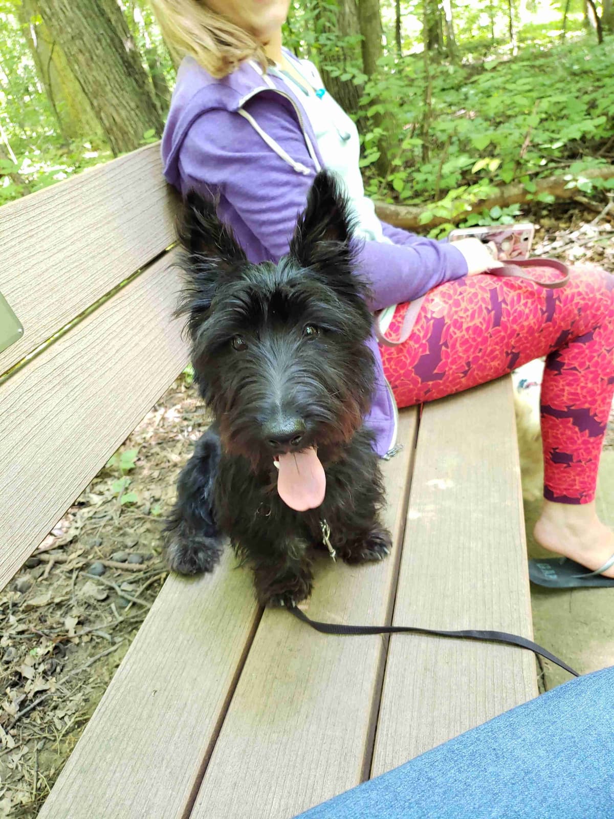 Scottish Terrier Puppies breeder image 34