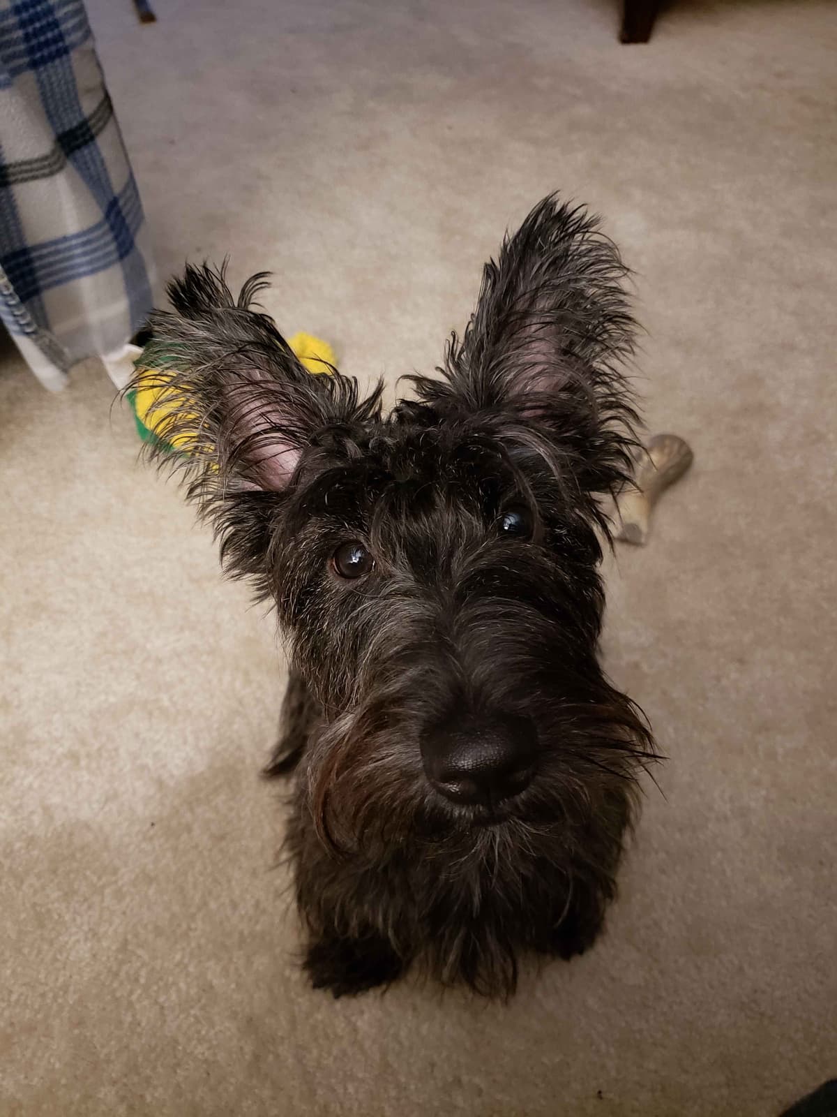 Scottish Terrier Puppies breeder image 36
