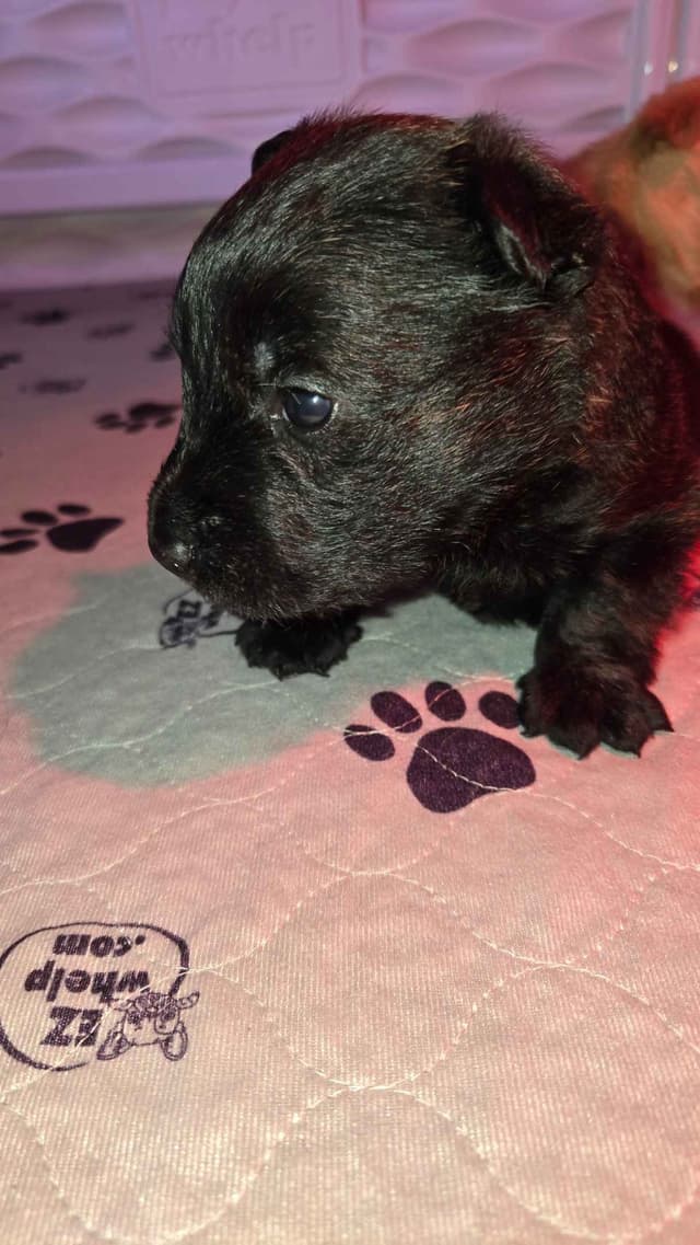 Scottish Terrier Puppies media 2