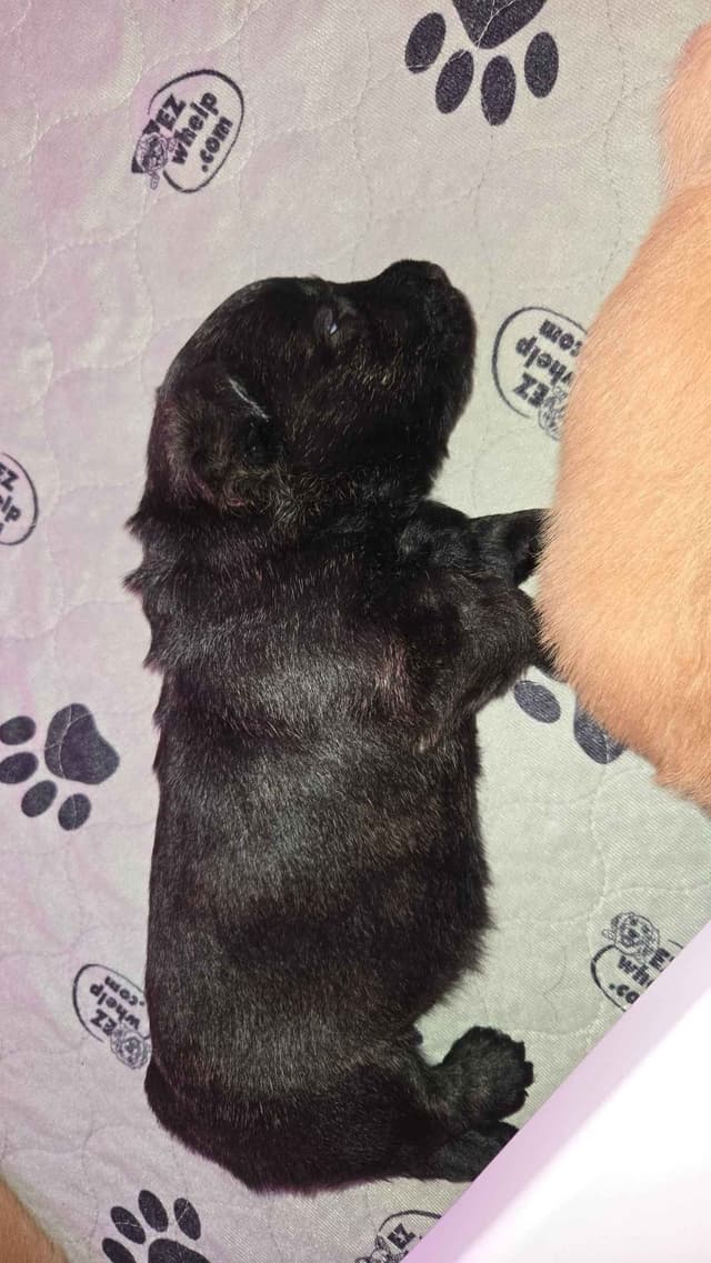 Scottish Terrier Puppies media 5